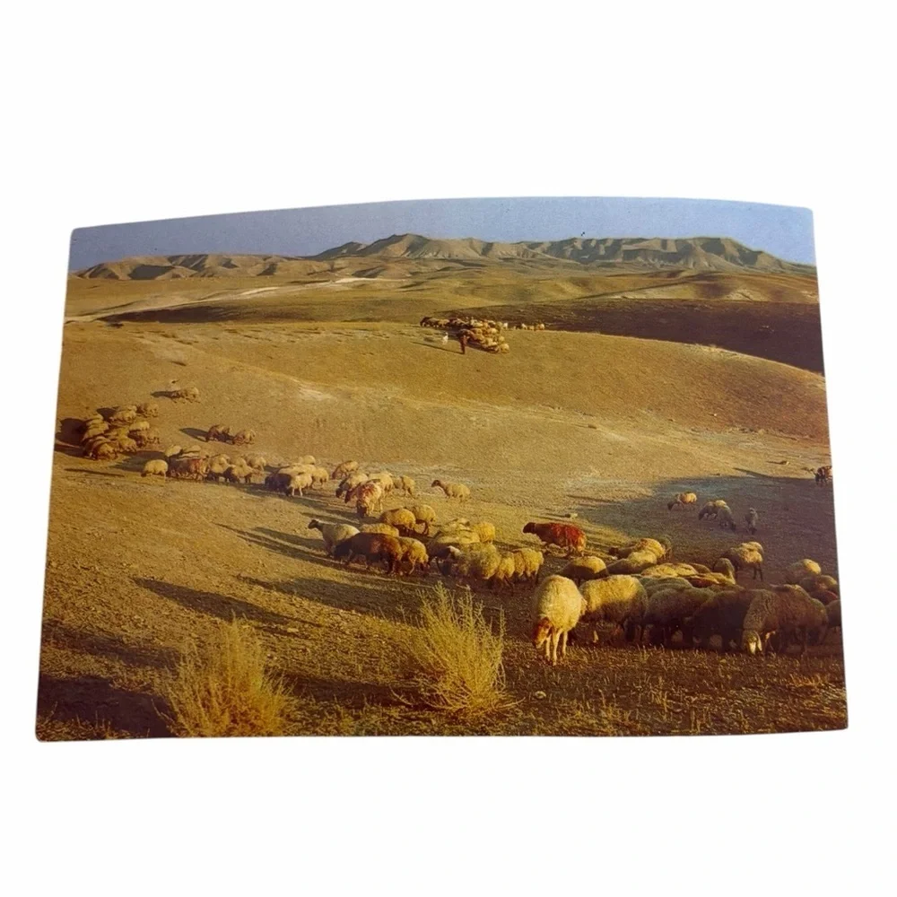 Vintage Pastoral Sheep Postcard – Rural Landscape, Golden Hills & Flock Scene